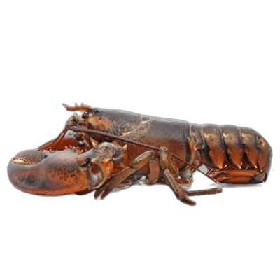 Lobster, fish