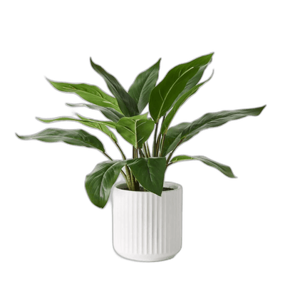 Plants/flowers